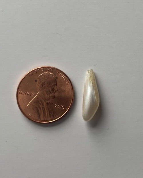 ONE 2.80 CTS RARE VINTAGE WHITE SPIKE NATURAL MISSISSIPPI RIVER UNCULTURED PEARL
