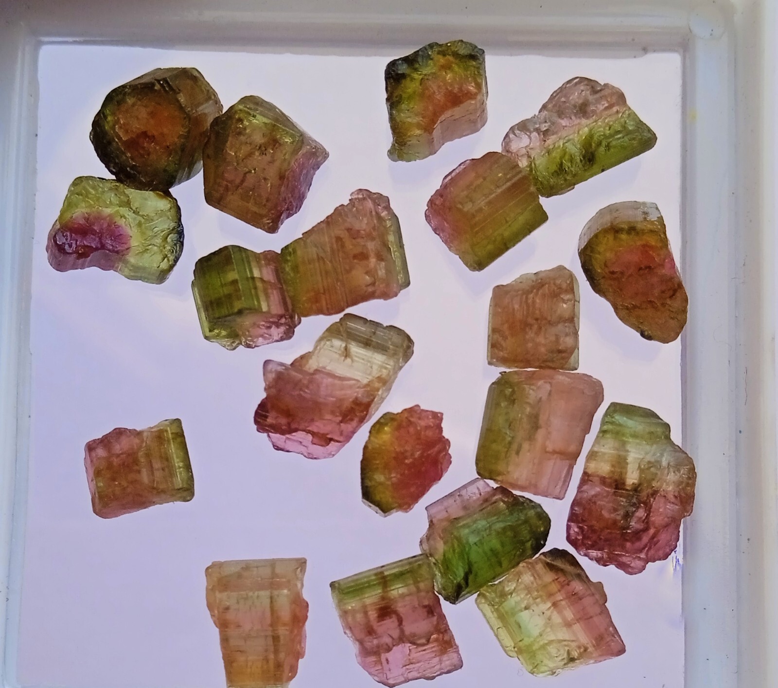 39 Carat Natural Watermelon Bi-Unique Amazing Color Tourmaline Rough 19 Pcs Lot