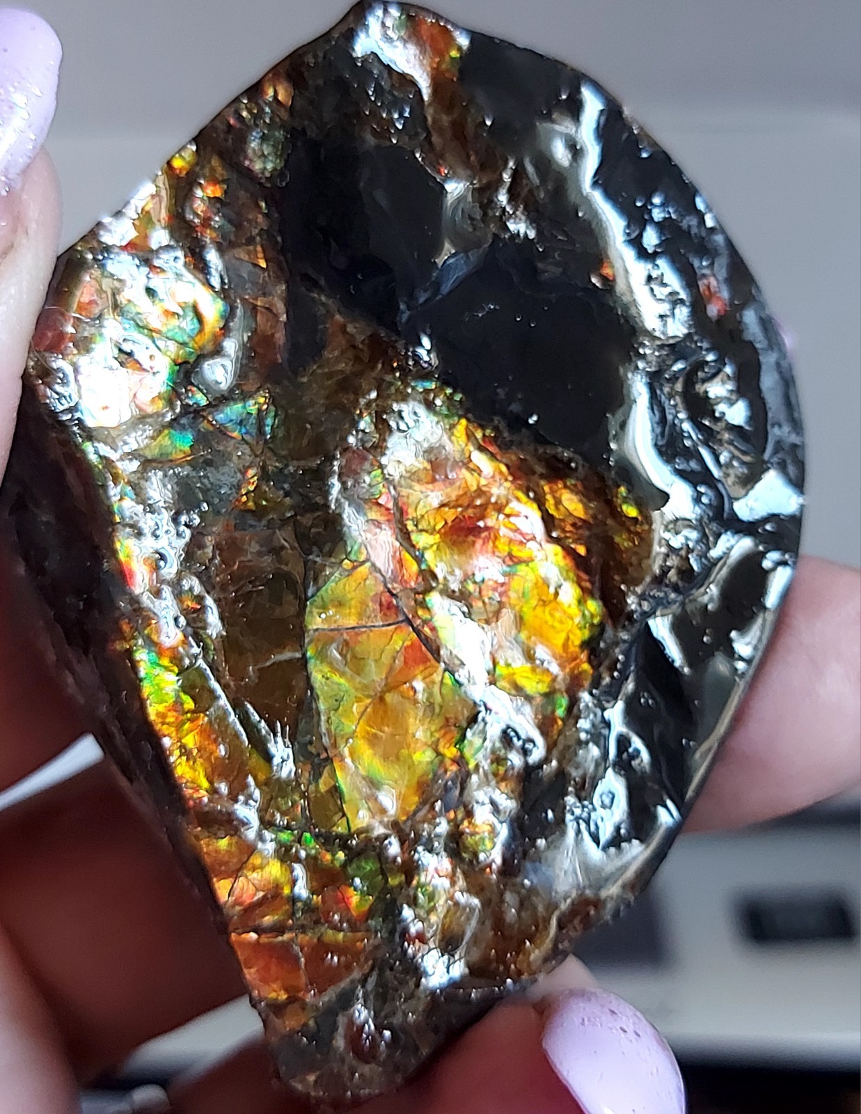 Ammolite Ammonite tabletop Display Piece 51×53.2×14.7mm 3186