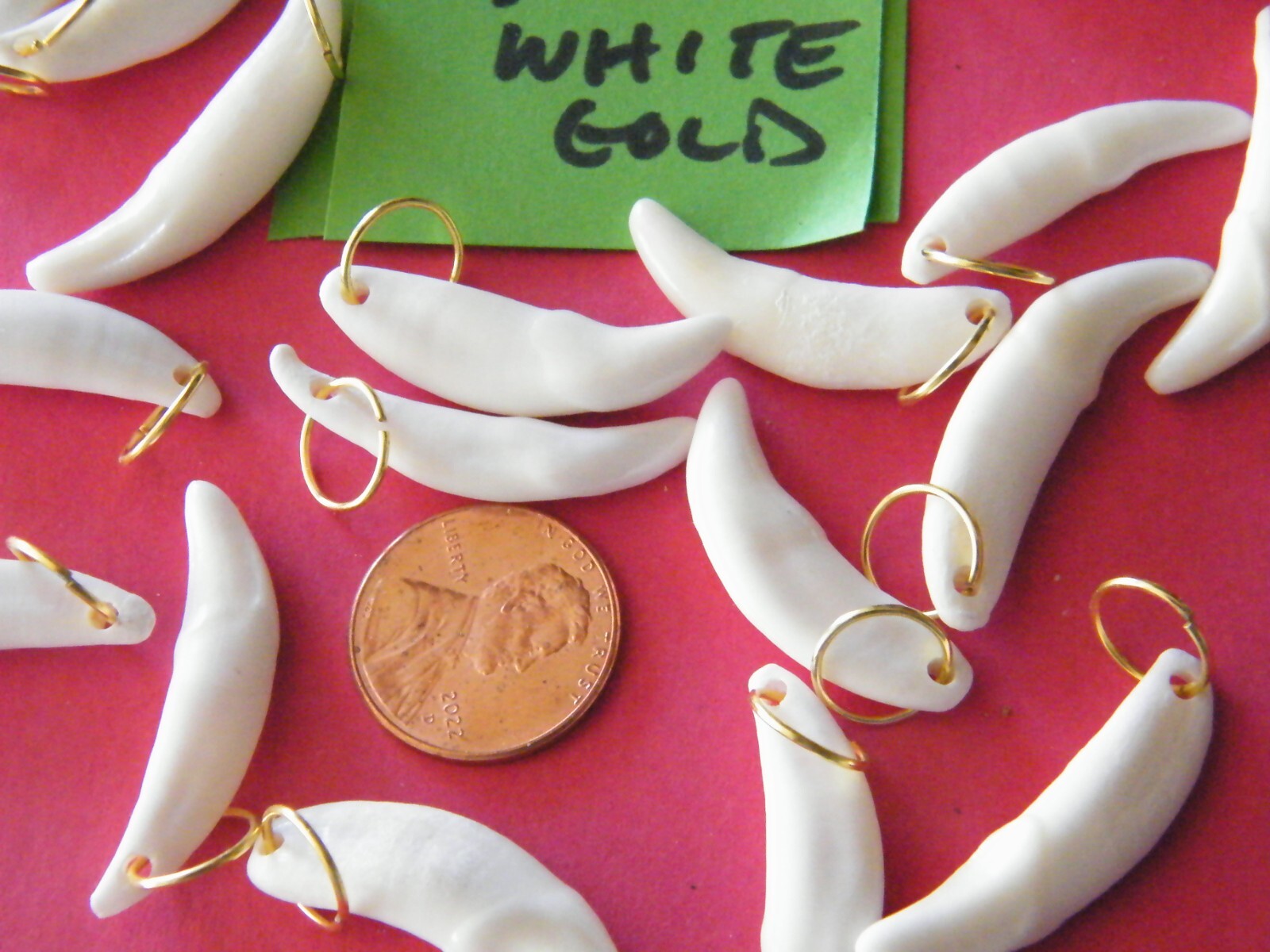 Lot of 20 COYOTE Teeth Brite White REAL Tooth 1 1/8″- 1 1/4″ w/Rings 20 Ct NEW!