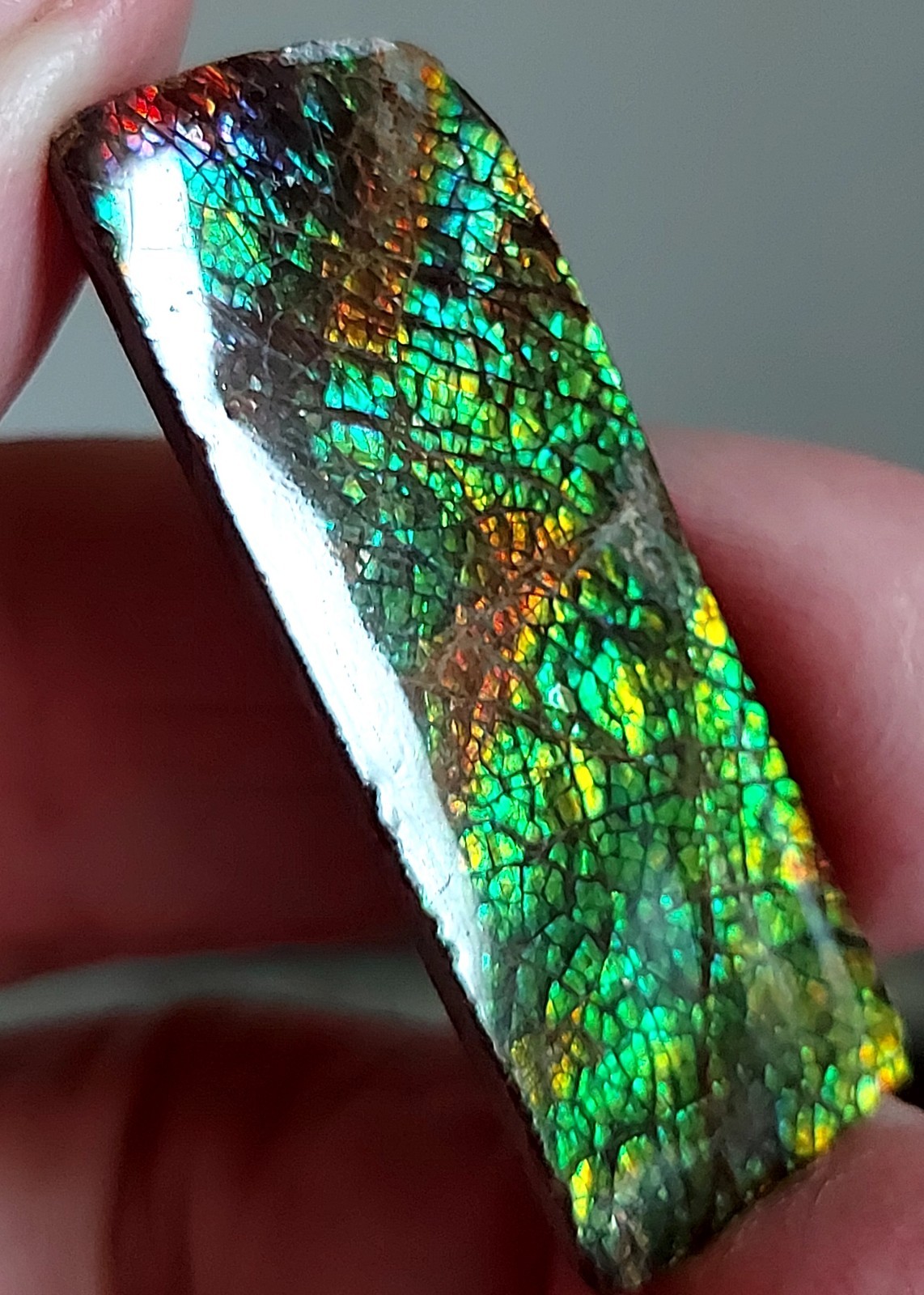 Ammolite Ammonite Coated Stone 40.8×14.5×3.2mm 5253