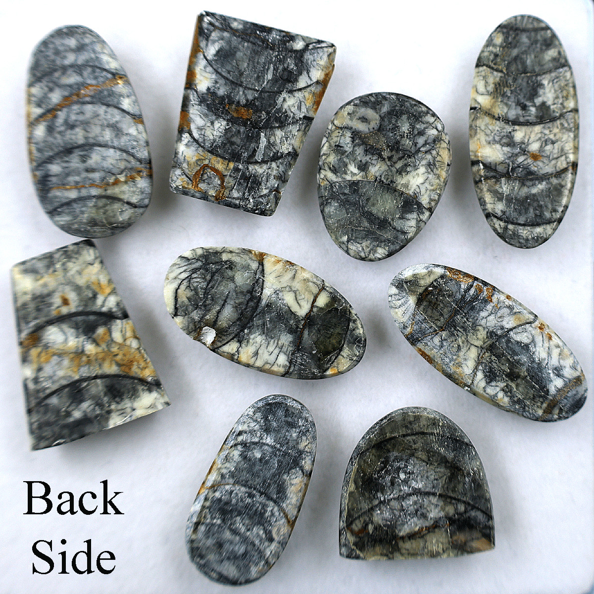 9 PC Natural Orthoceras Fossil Cabochon 19.5mm-32.4mm High Quality Gemstones Lot