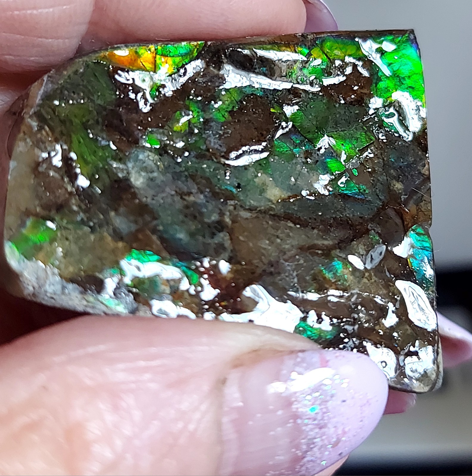 Ammolite Ammonite tabletop Display Piece 45.4×39.2x21mm 2843
