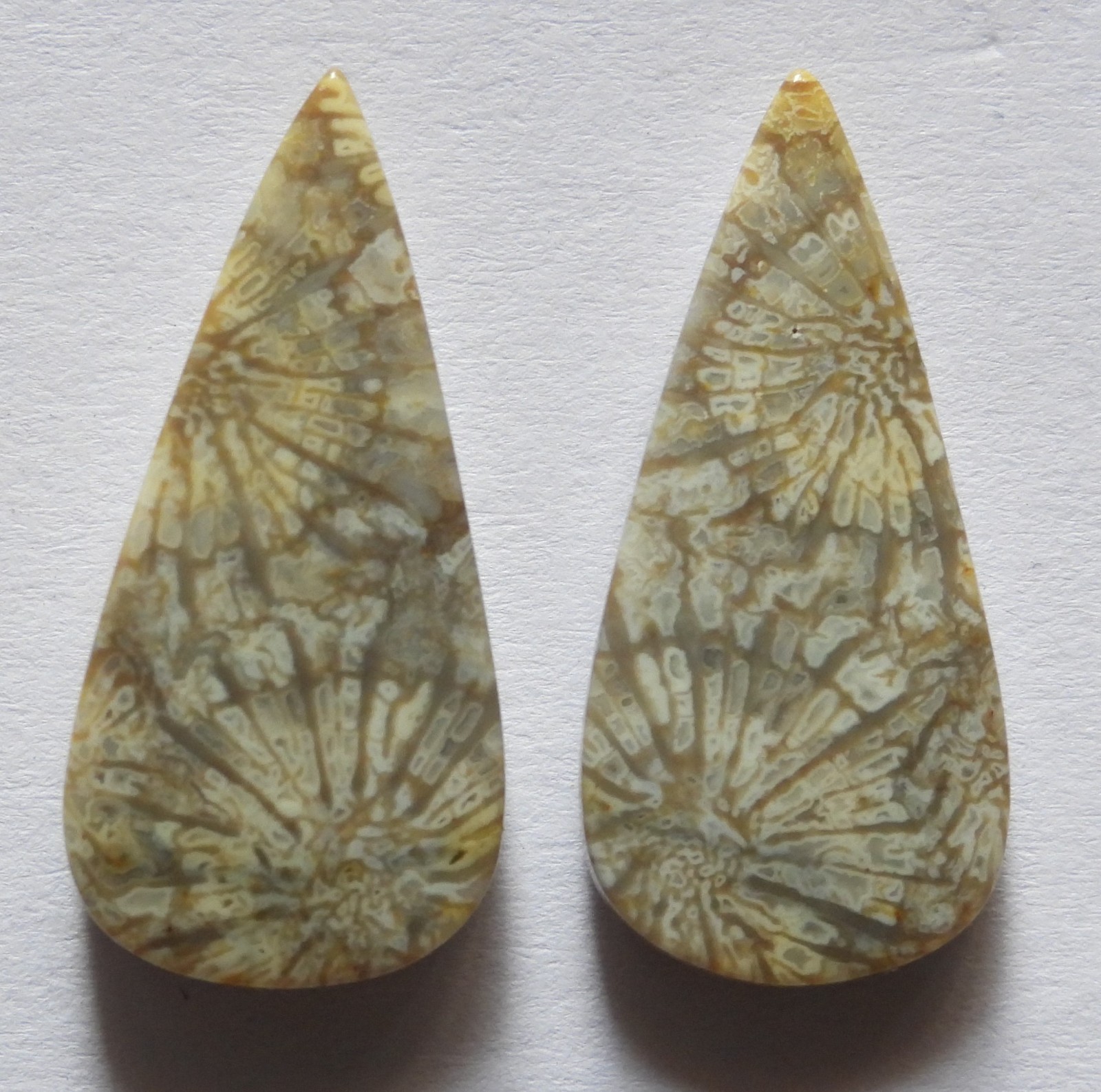 18.65 Ct Natural Fossil Coral (24.7mm X 12mm each) Cabochon Loose Match Pair