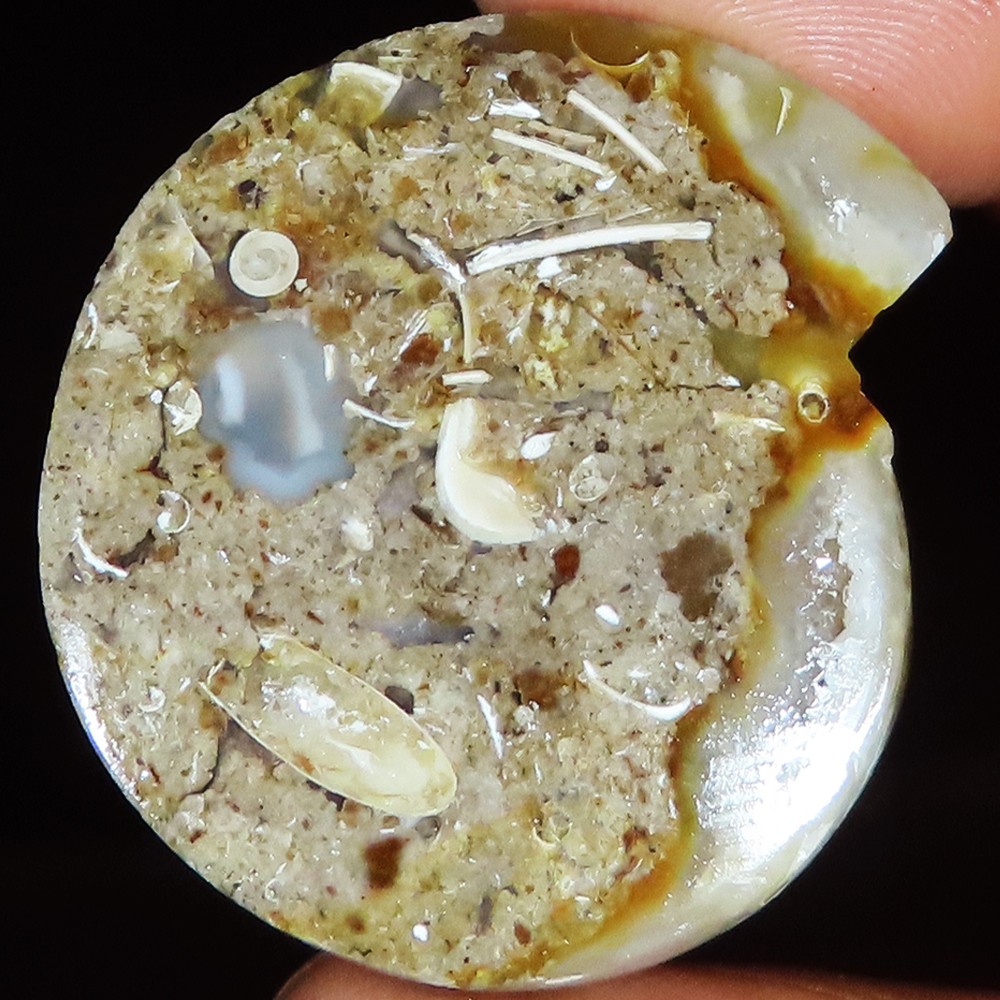 Natural Fossil Snail Druzy Cabochon Rare Gemstone 72.70 Cts 32x35x7 mm SH603