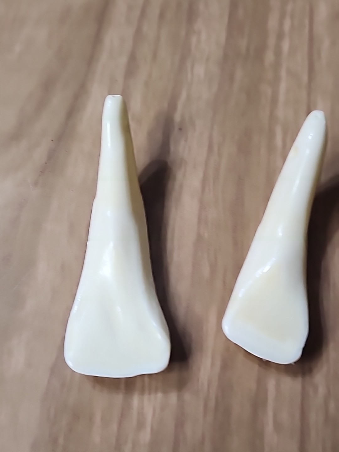 Pair of Genuine Buffalo Teeth Drilled Holes For Jewelry Approximatly 2 Inches