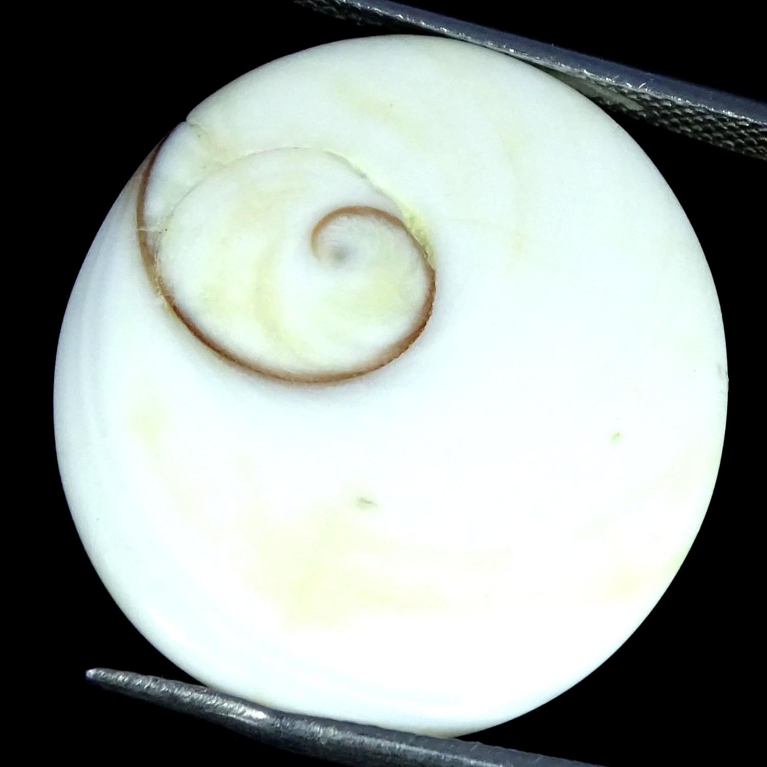 30.50Cts. Natural Shiva Eye Top Quality Oval Cabochon Gemstone 23X25X7MM