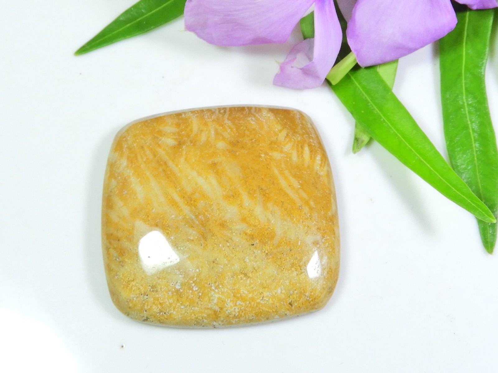 54Cts. Natural Fossil Coral Rectangular Cabochon Loose Gemstone 33X33X05 MM