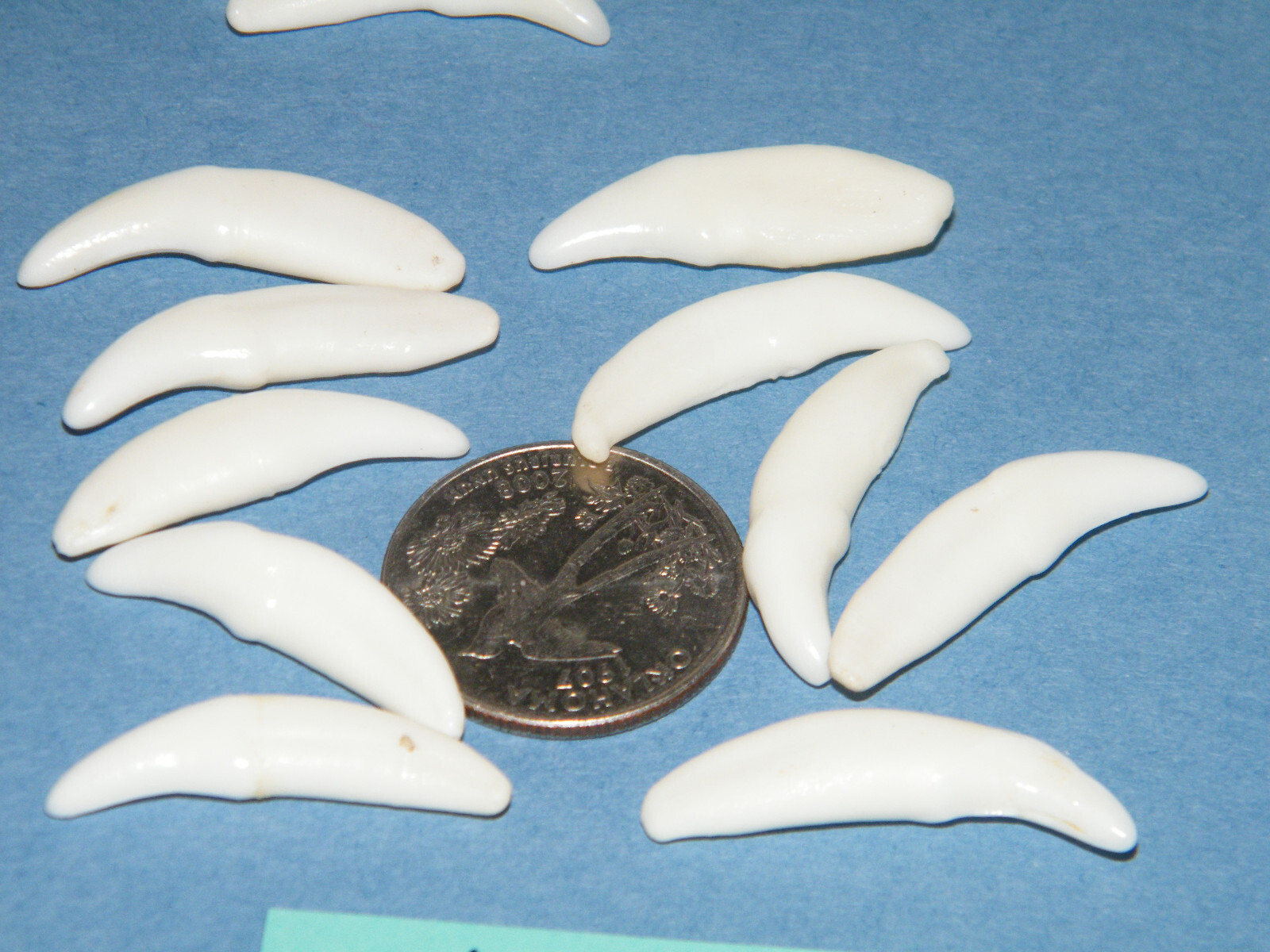 Lot of 15 COYOTE Tooth REAL White Teeth NO HOLES 1 1/8 up to 1 1/4″ Lot 15 NEW!