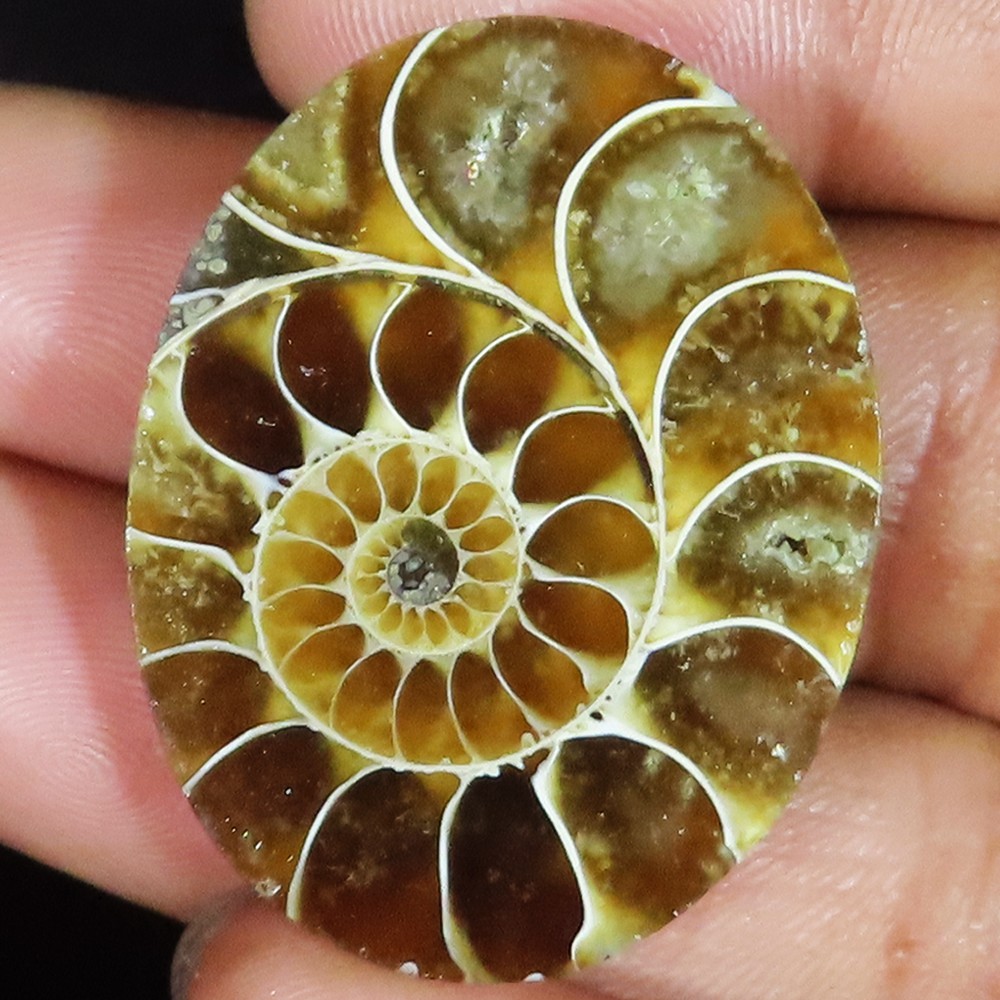 80.85 Cts Natural Ammonite Fossil Oval Cabochon Loose Gemstone 28x36x9 mm BR272