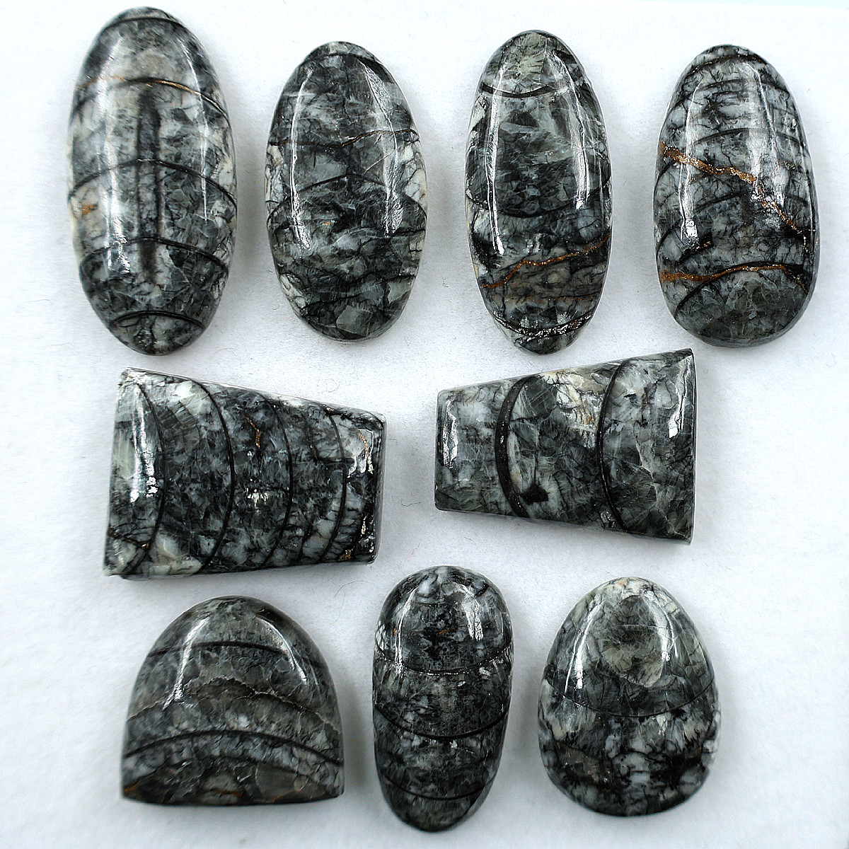 9 PC Natural Orthoceras Fossil Cabochon 19.5mm-32.4mm High Quality Gemstones Lot