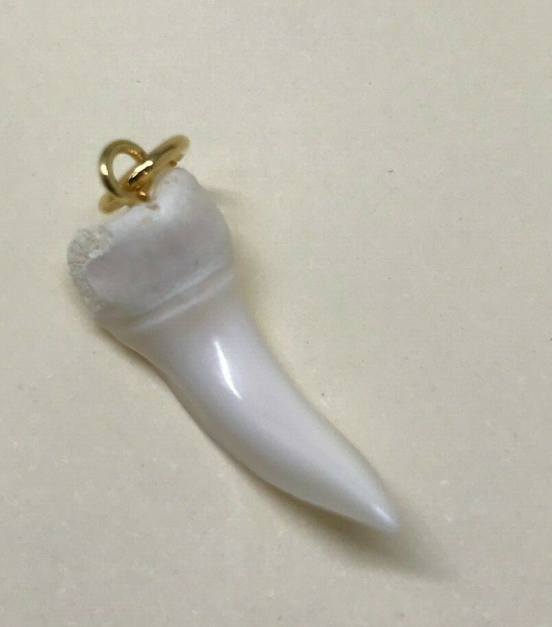 Real Shark Teeth Shiny Pendants