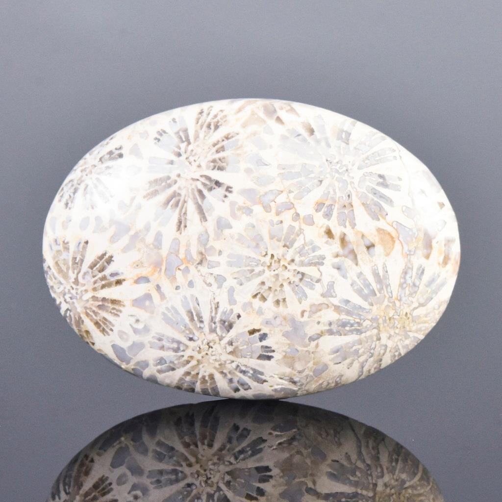 Rare Natural Agatized Fossil Coral Cabochon with Flower Pattern Indonesia 8.99g