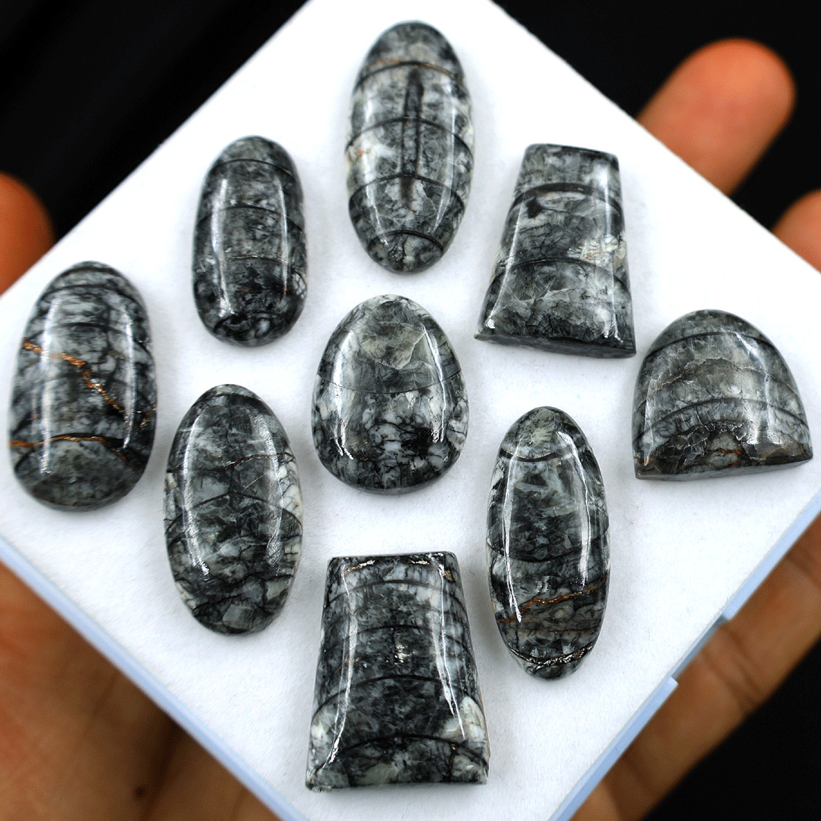 9 PC Natural Orthoceras Fossil Cabochon 19.5mm-32.4mm High Quality Gemstones Lot
