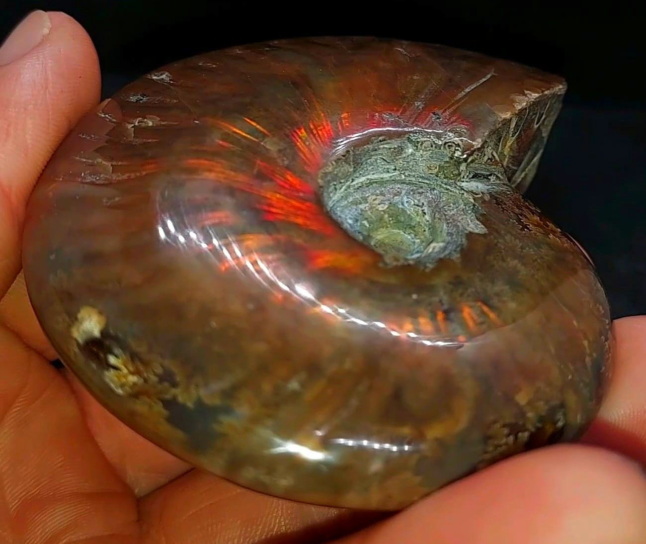Huge 885ct Opalized Ammonite Natural Ammolite Specimen Fossil fossilized Luck