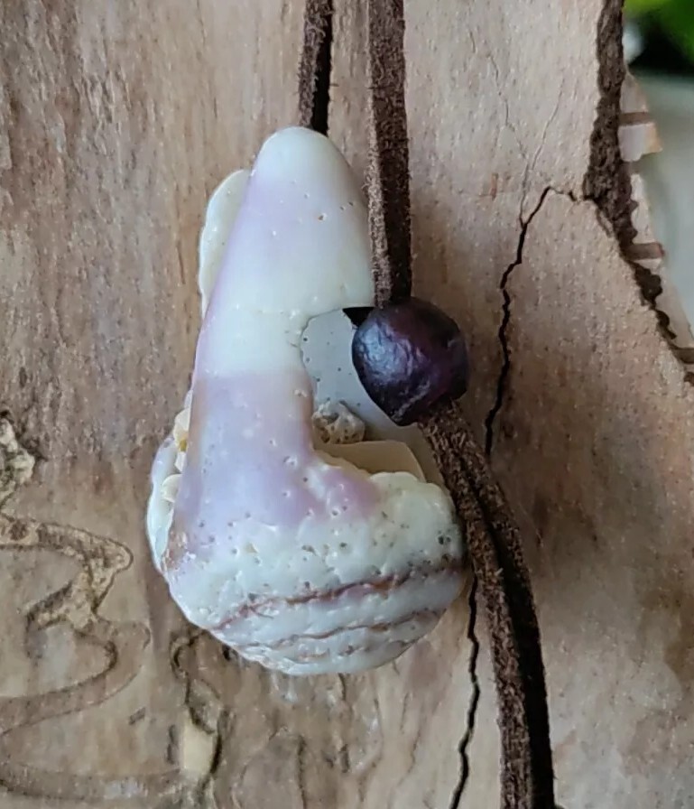 Gift for Her or Him Genuine Sea Shell Necklace Surf Beach Hawaii Rustic Adjusts