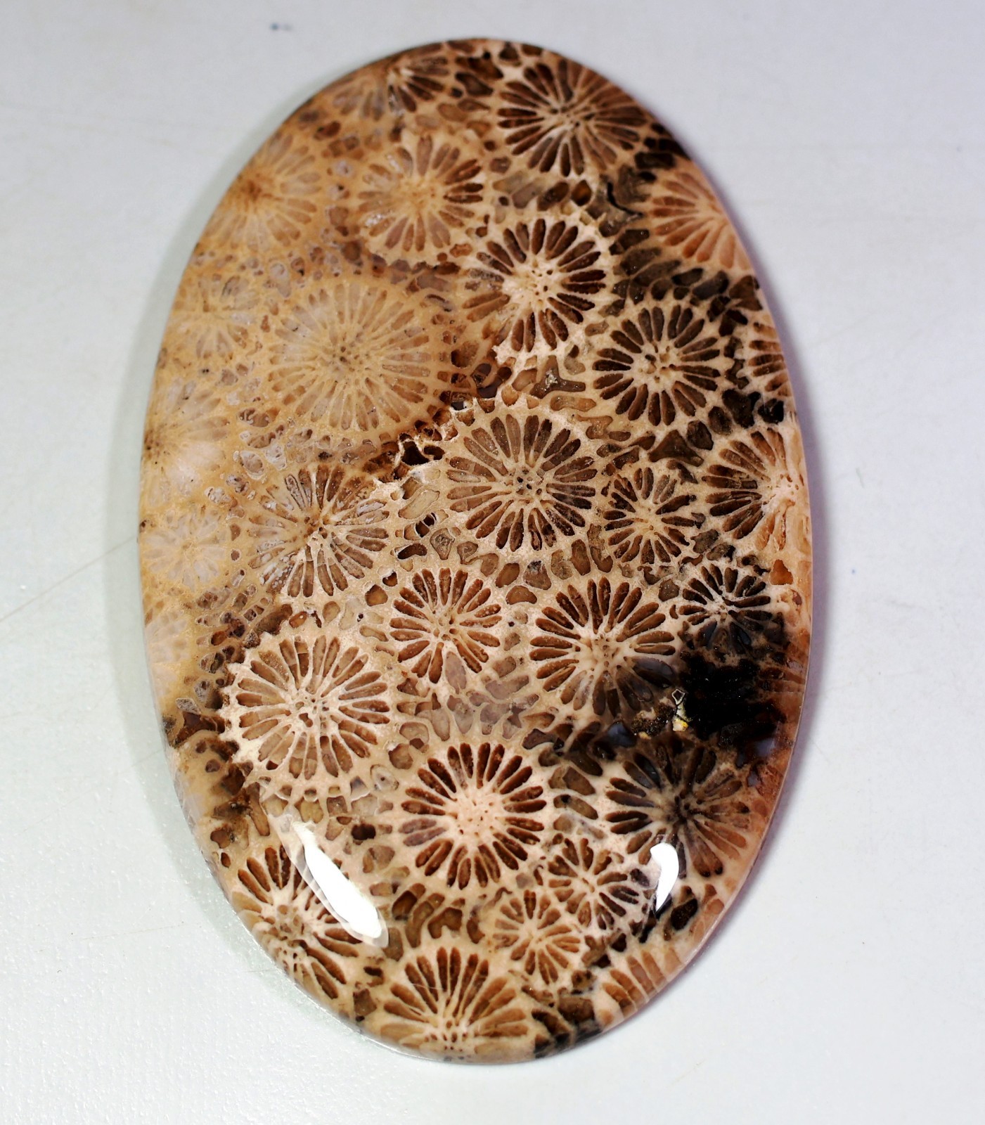 105 Ct 6X36X56 mm Natural Antique Designer Fossil Coral Oval Cabochon Gem HV-253