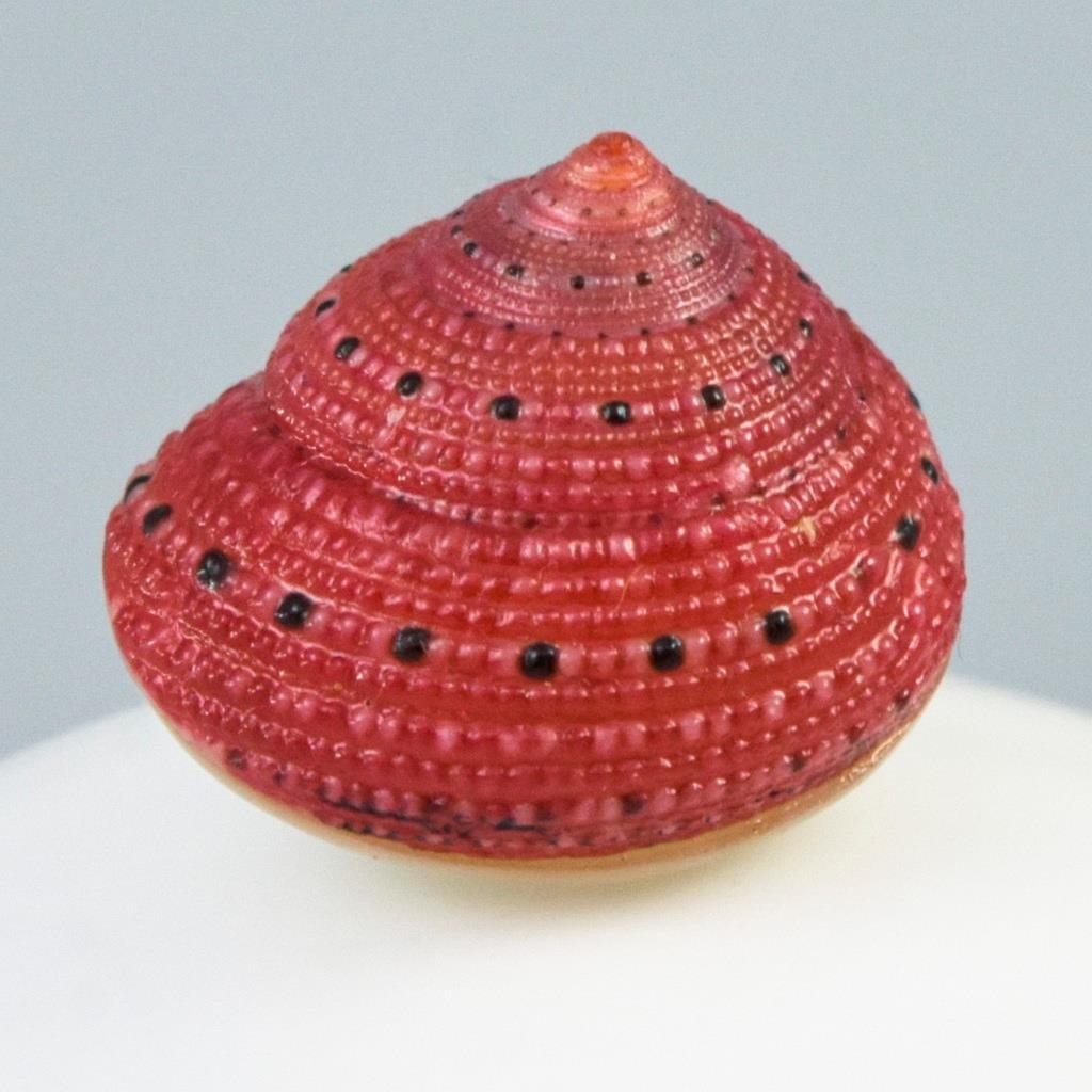 Rare Strawberry Top Shell Cabochon Red Clanculus puniceus | Jewelry Design 1.72g