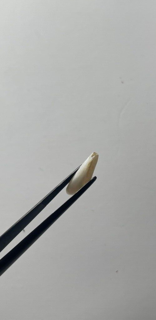 ONE 2.80 CTS RARE VINTAGE WHITE SPIKE NATURAL MISSISSIPPI RIVER UNCULTURED PEARL