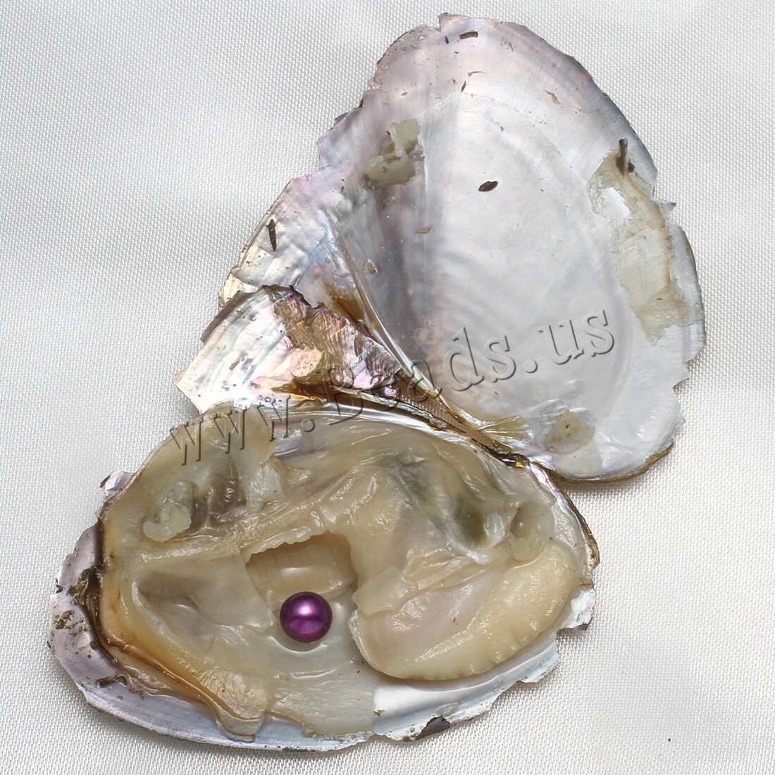 Real Pearl Bulk w/Large Pearls 10PCS Bulk Natural Freshwater Akoya Pearl Oysters