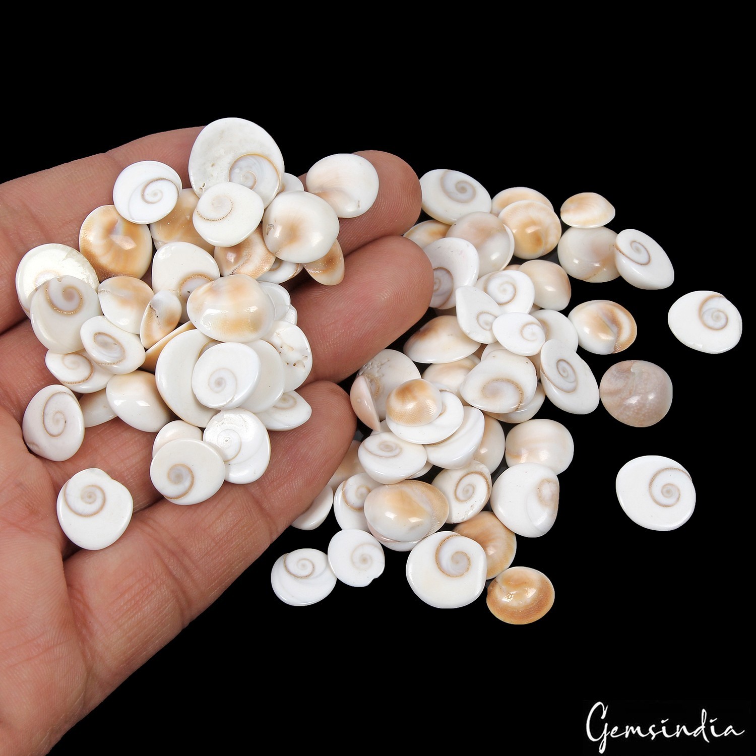300 Ct Natural White Gomti Chakra Shiva Eye Shell Wholesale Gems Lot 86 Pc NW