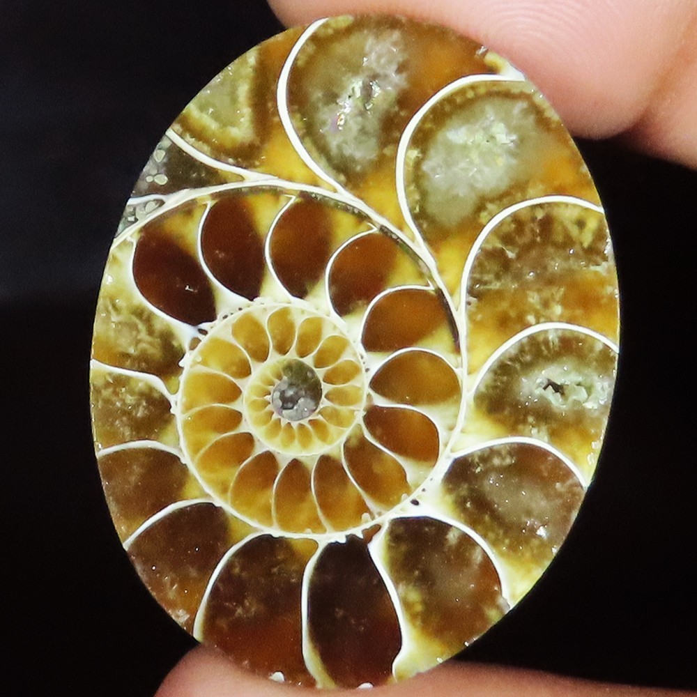 80.85 Cts Natural Ammonite Fossil Oval Cabochon Loose Gemstone 28x36x9 mm BR272
