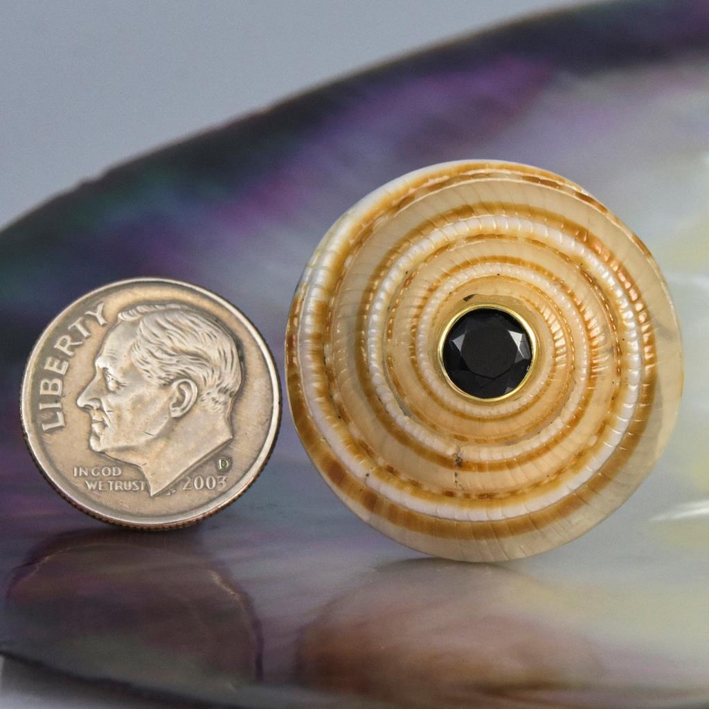 Evil Eye Design Natural Sea Snail Architectonica trochlearis Black Spinel 6.00g