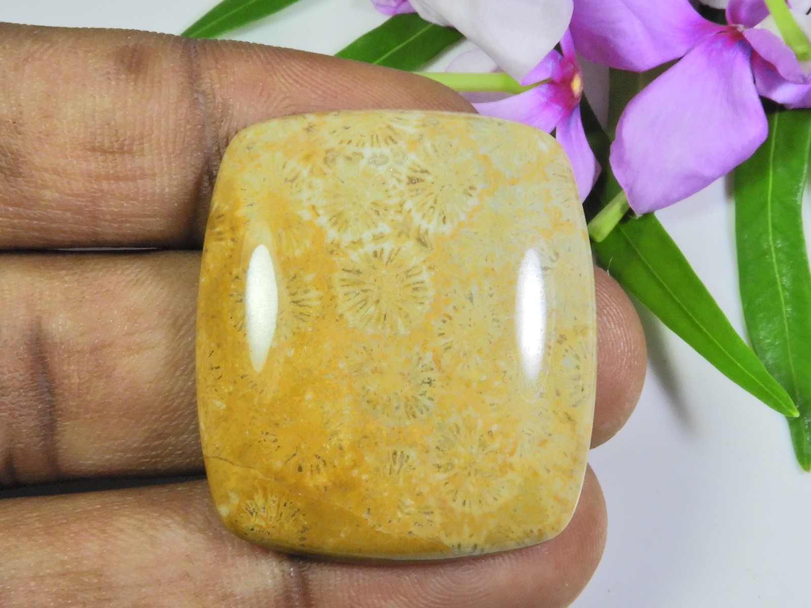 60Cts. Natural Fossil Coral Rectangular Cabochon Loose Gemstone 31X35X07 MM
