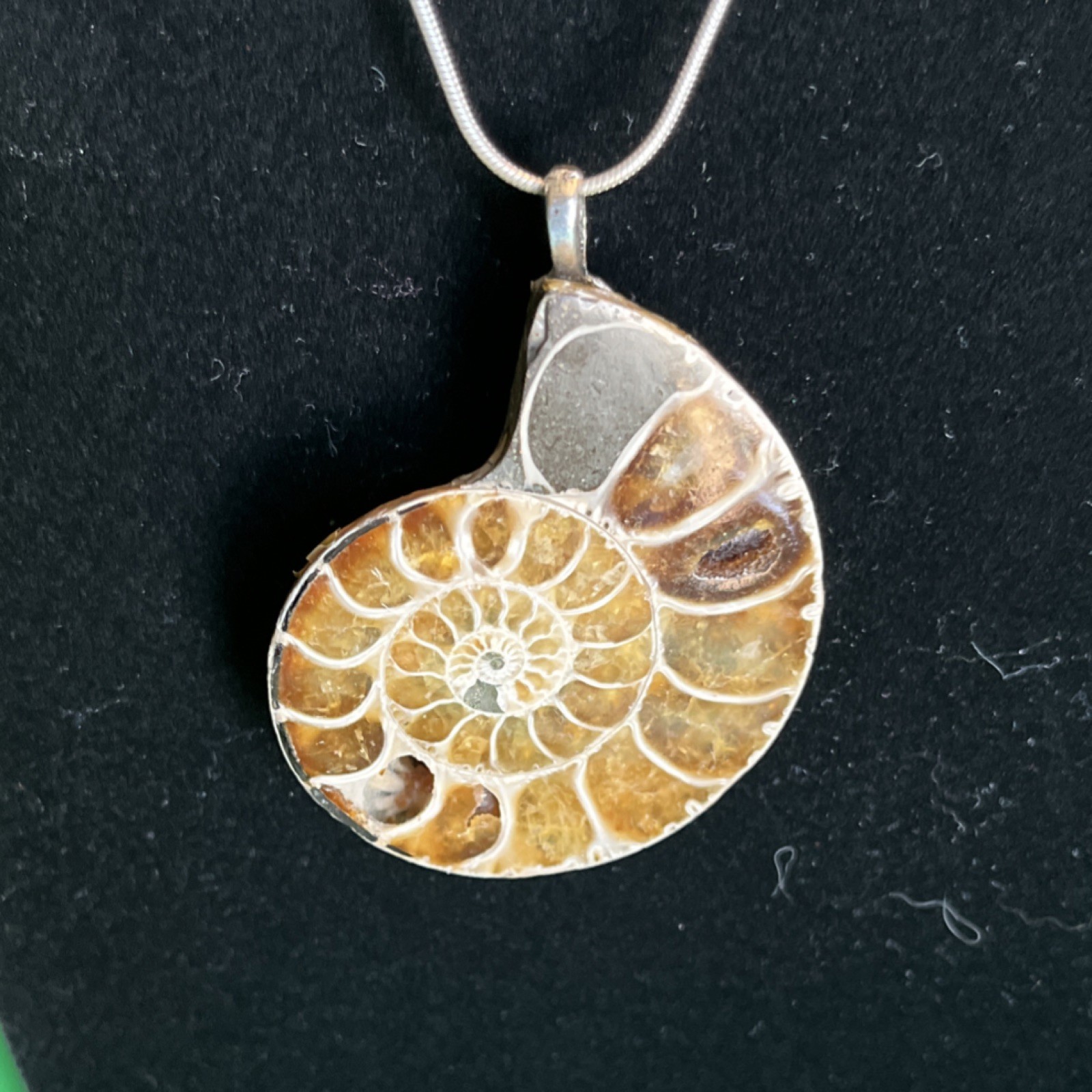 Polished Ammonite Fossil Slice Specimen Natural Collectible penchant