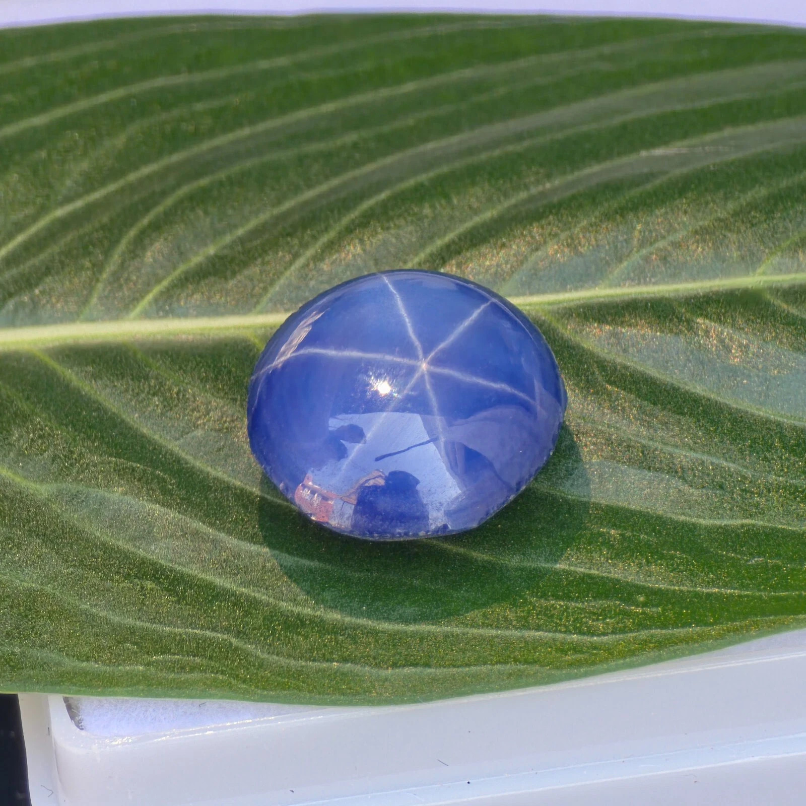 6 Ray GIE Certified Natural Star Sapphire 6.90 Ct Loose Gemstone Round cabochon
