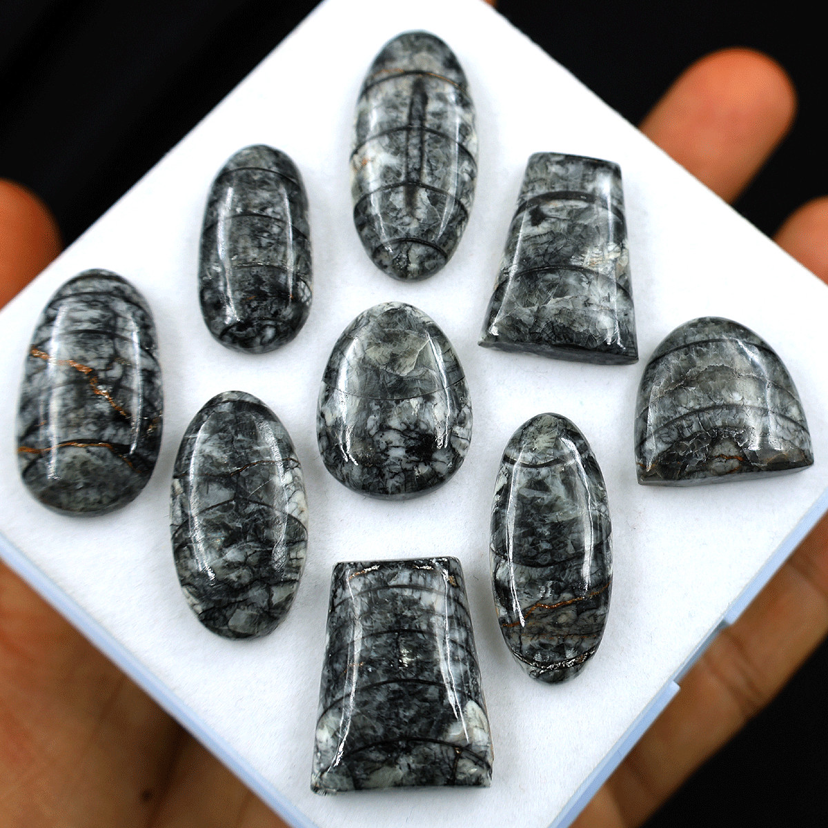 9 PC Natural Orthoceras Fossil Cabochon 19.5mm-32.4mm High Quality Gemstones Lot