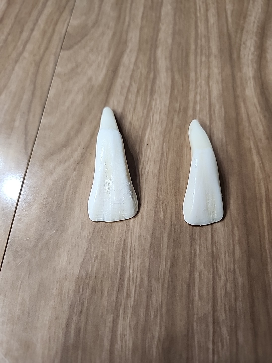 Pair of Genuine Buffalo Teeth Drilled Holes For Jewelry Approximatly 2 Inches