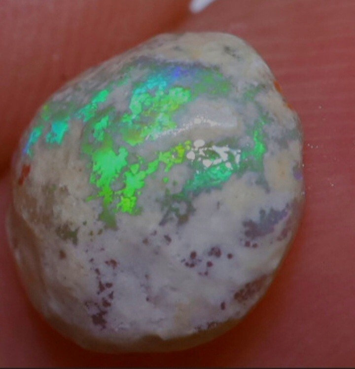 1.54Ct Opalized Yabby Button Fossil Spectacular Piece Lightning Ridge Hyper Rare