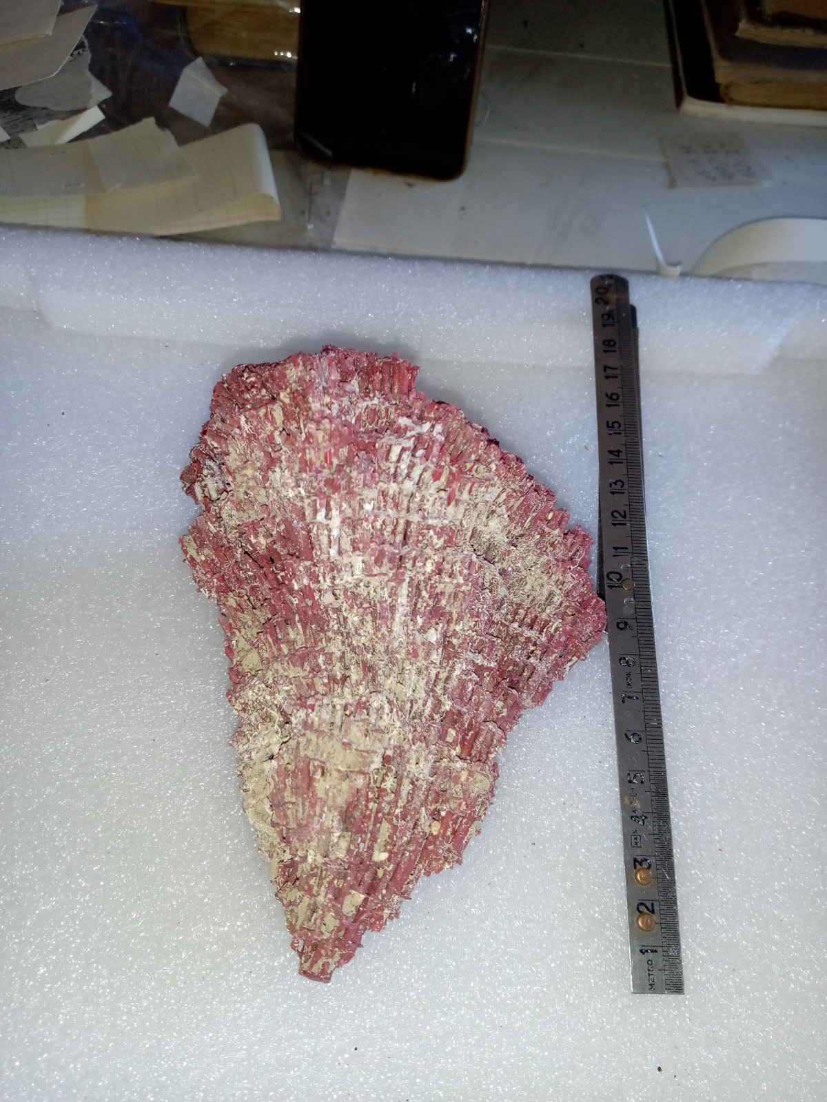 red coral
