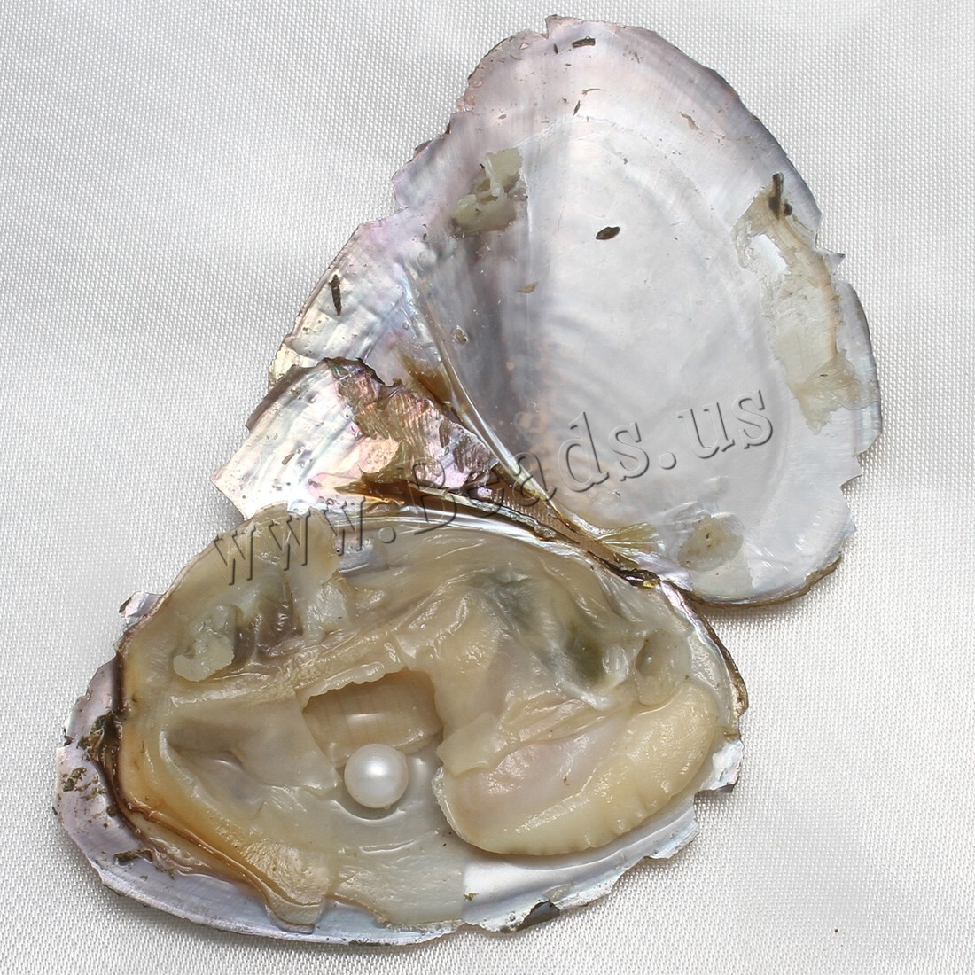 Real Pearl Bulk w/Large Pearls 10PCS Bulk Natural Freshwater Akoya Pearl Oysters