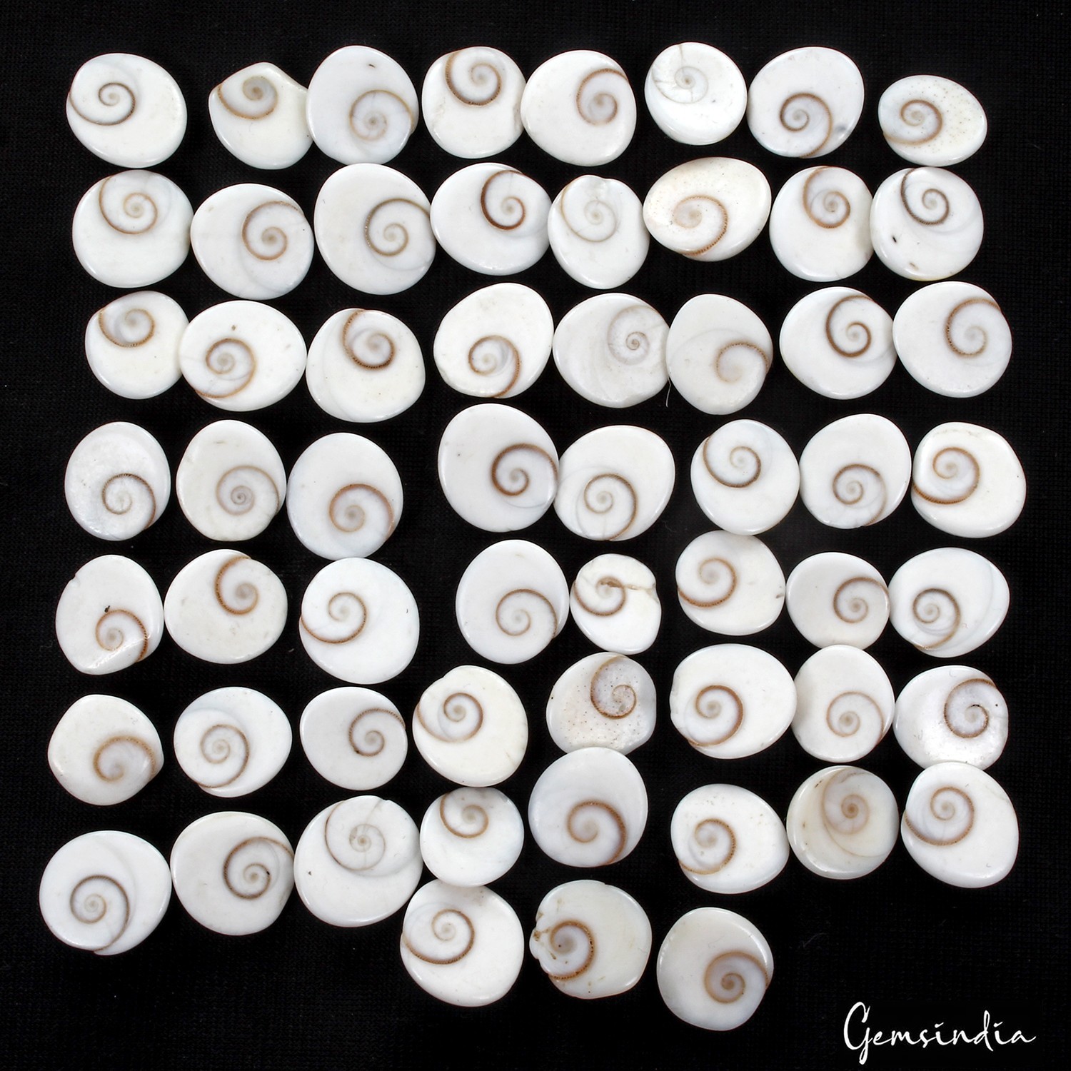 220 Ct/59 Pcs Natural Gomti Chakra Shiva Eye Shell Cab Loose Wholesale Gemstones