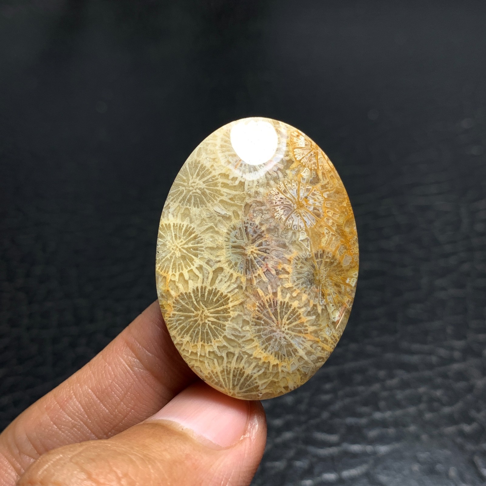 Coral Fossil Cabochon 38x27x6mm High Quality 50.5 ct