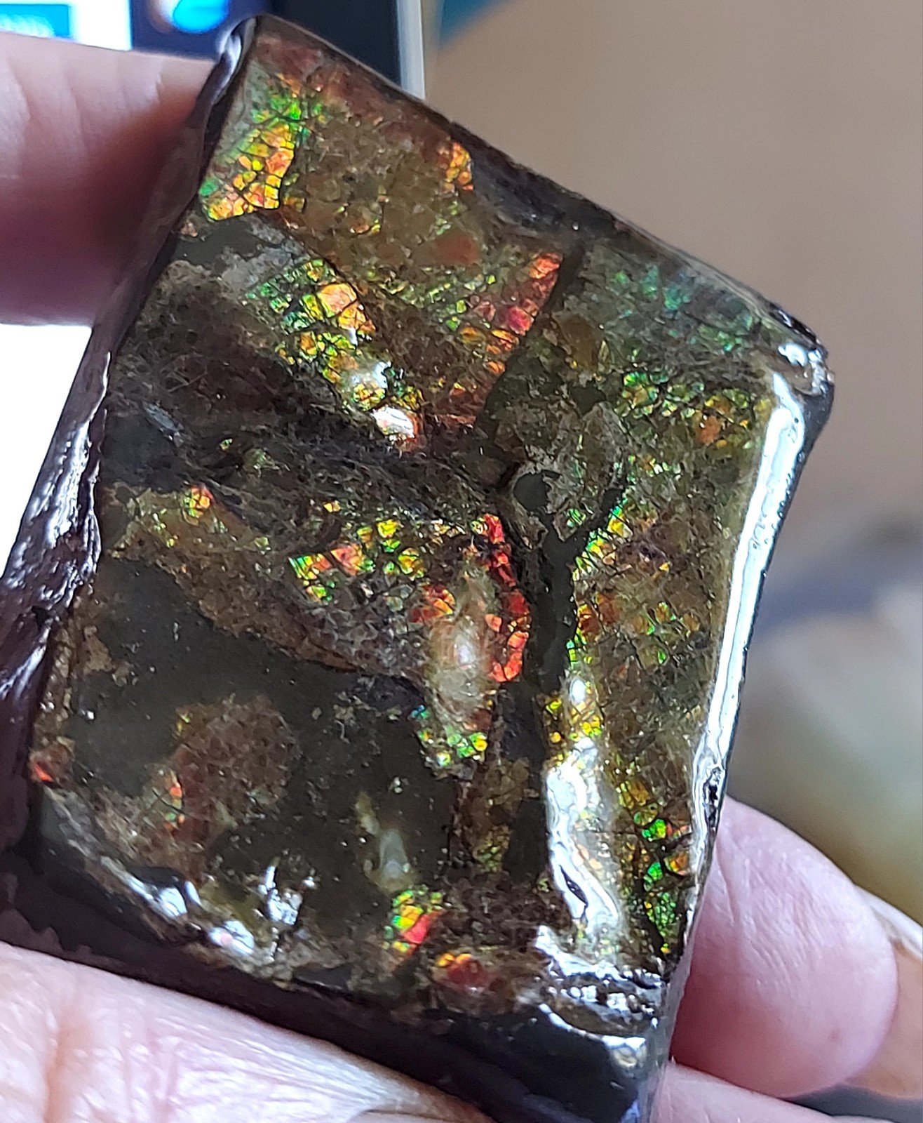 Ammolite Ammonite tabletop Display Piece 57.5×44.6×24.4mm 3630
