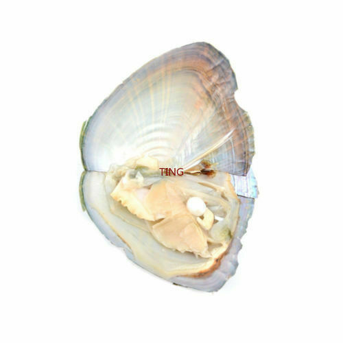 1/5/10/25/100pcs DIY Individually Wrapped Oysters with Large Pearls Gift 7-8MM