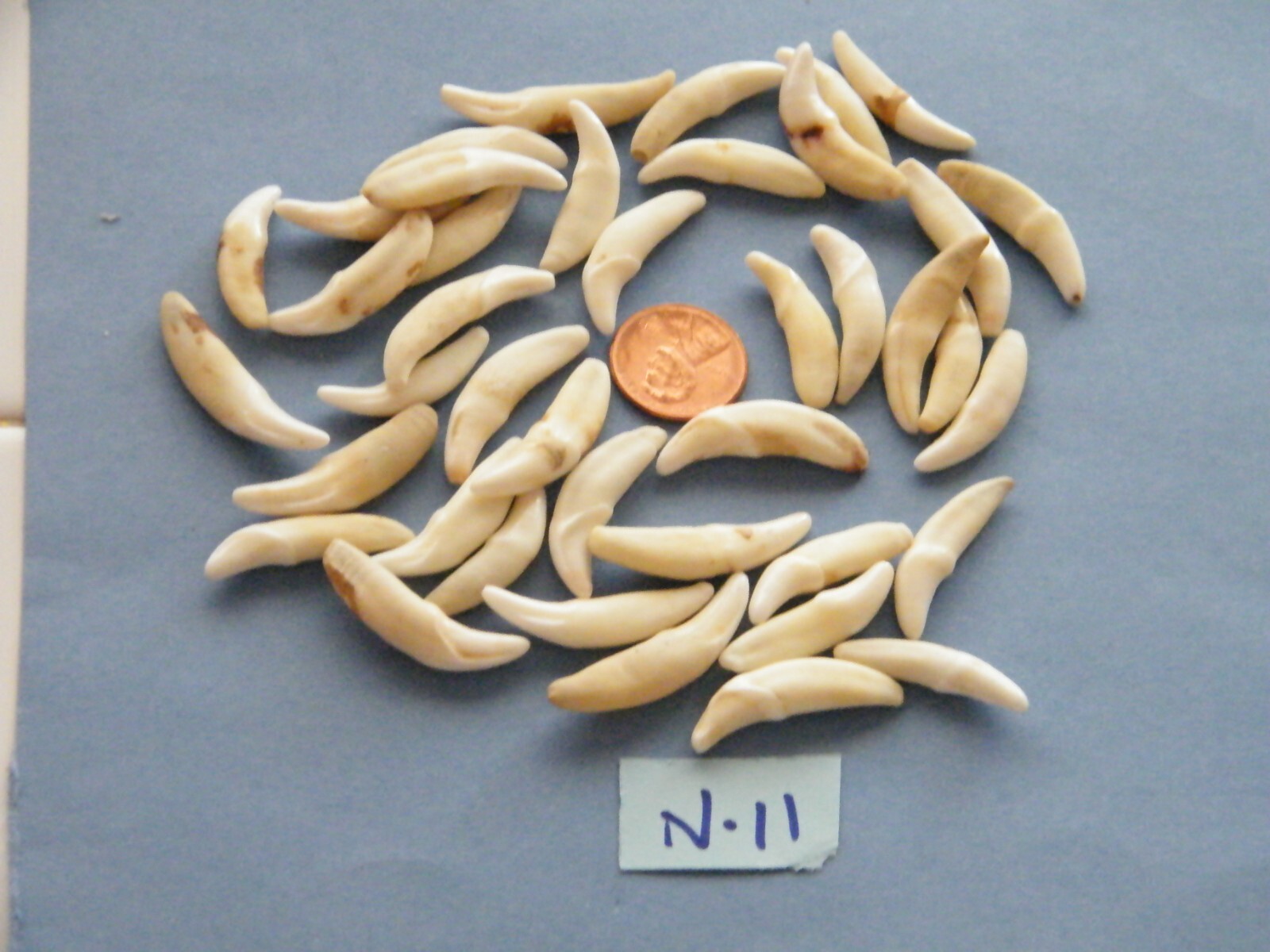 Lot of 10 COYOTE Teeth ERU/Off White REAL Tooth 1 1/4″ Gold Rings Lot of 10 NEW
