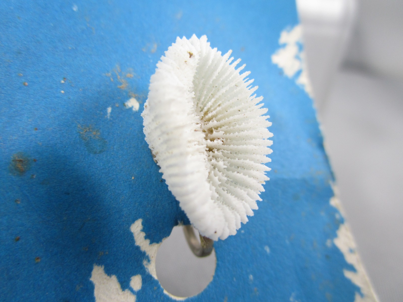 NOS Vintage Tourist Virgin Island Shell Screw back Earrings 164B