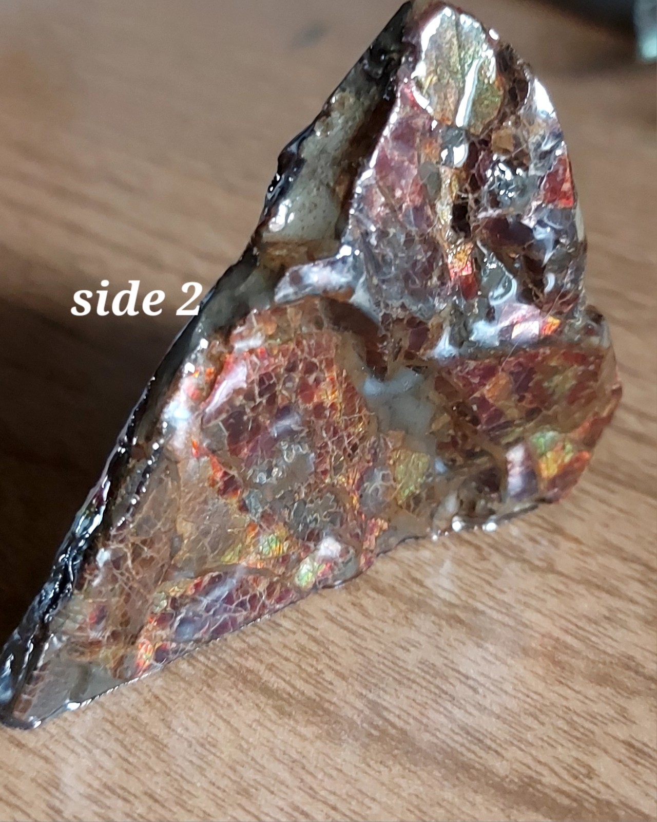 Ammolite Ammonite tabletop Display Piece Fossil Edge Piece 69x53x29.7mm 5179