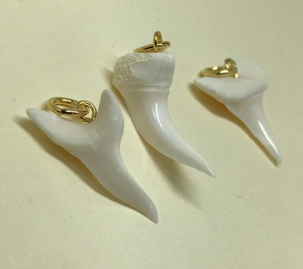 Real Shark Teeth Shiny Pendants
