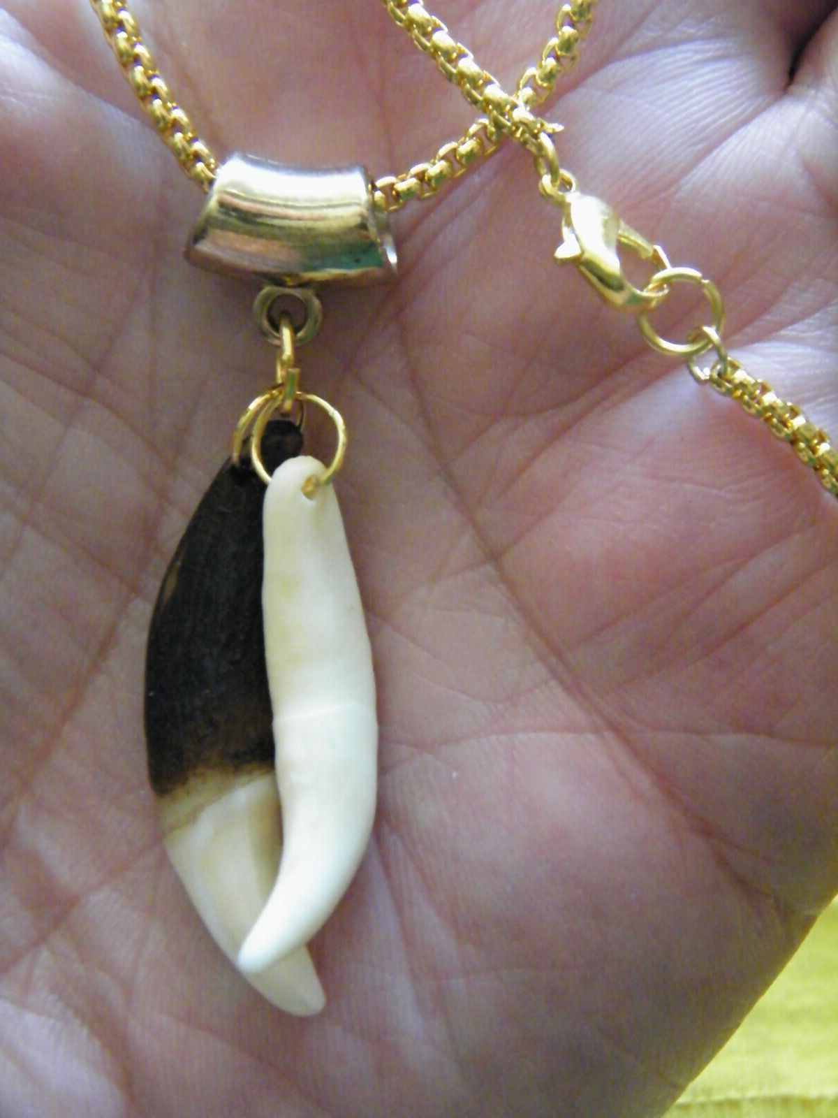 2 COYOTE Tooth Necklace 1 Brown 1 White 1 1/2″ Teeth 18kt GP Chain 22″ NEW!
