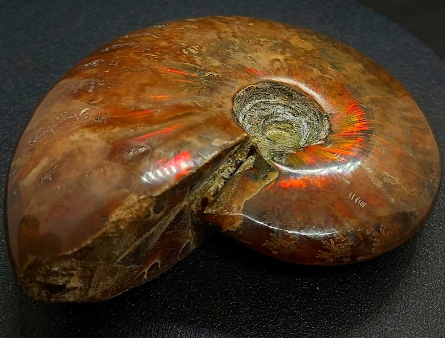 Huge 885ct Opalized Ammonite Natural Ammolite Specimen Fossil fossilized Luck