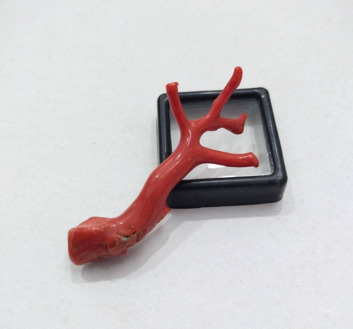 Genuine Undyed Red Coral Branch Gemstone, Italian Reef Coral for Jewelry Making