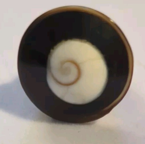 Unique Chunky Black White Brown Spiral Seashell Ring Size 6-61/2