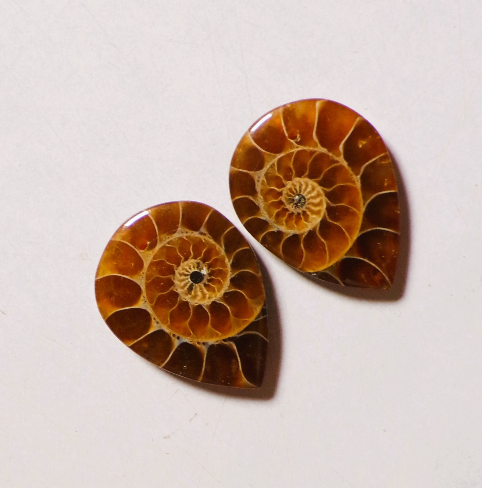 50.00 Cts Natural Ammonite Drilled Cabochon Match Pair Gemstone 29X22MM 208