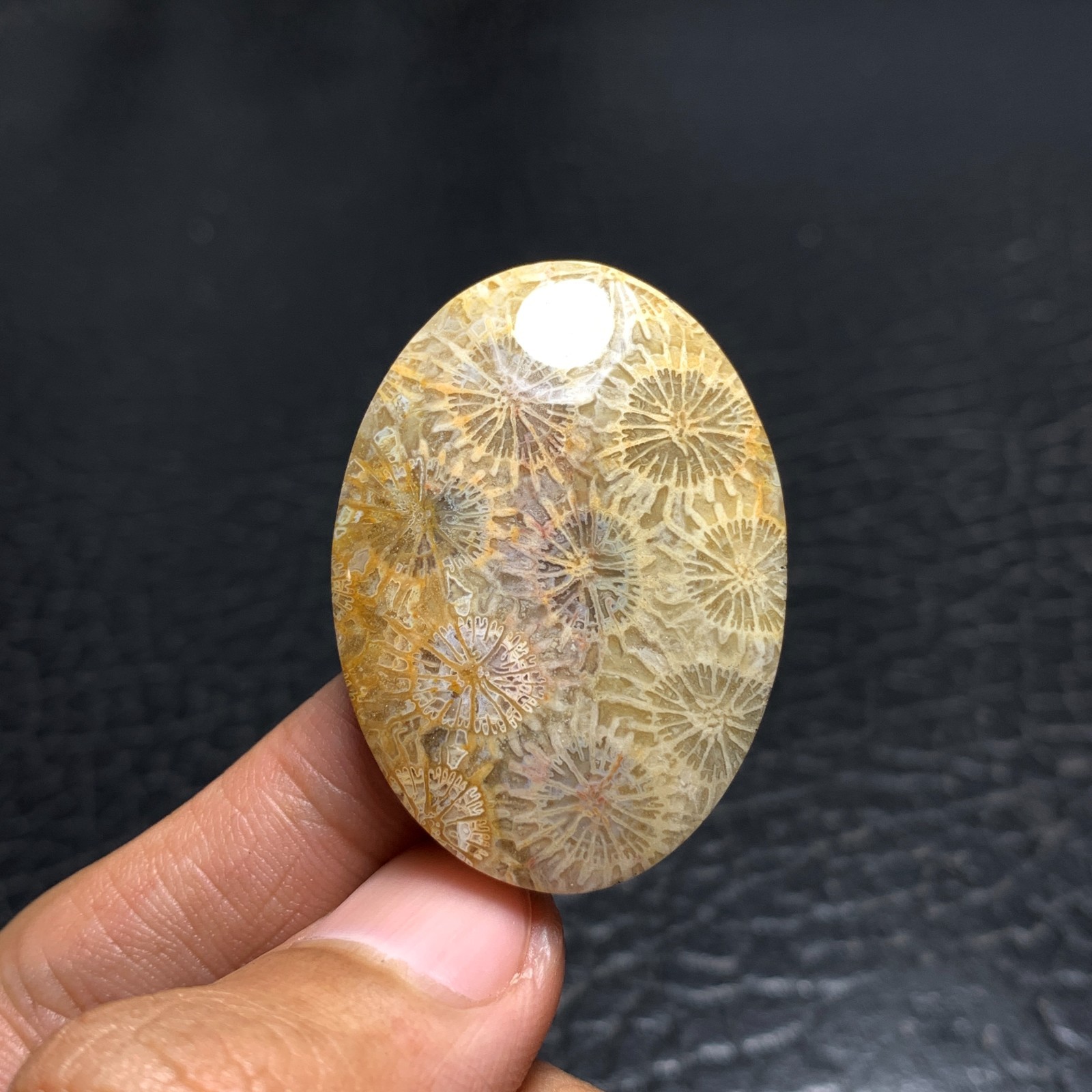 Coral Fossil Cabochon 38x27x6mm High Quality 50.5 ct