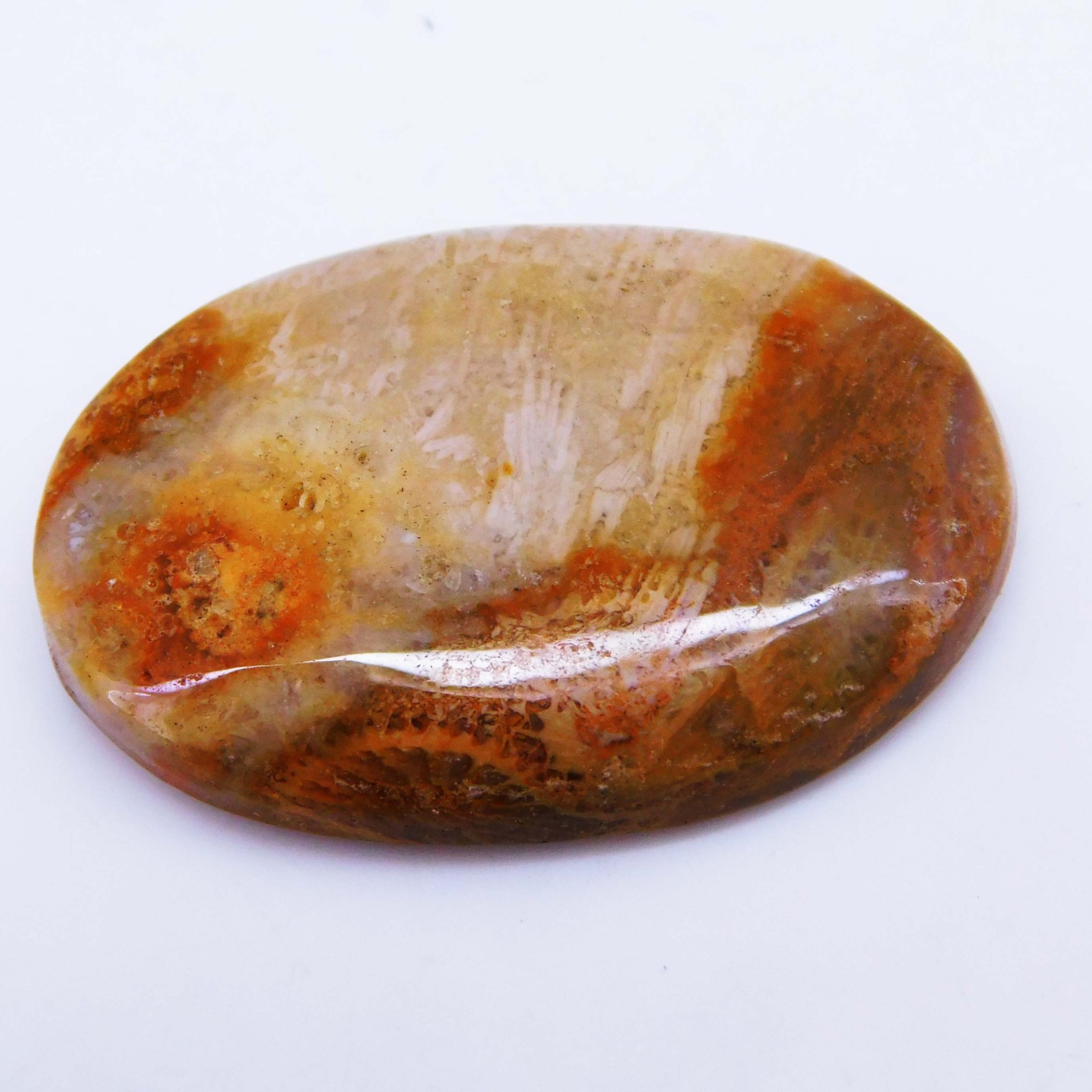 40.55 Ct Natural Fossil Coral Certified Untreated Loose Gemstone